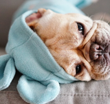 "Not my Fault" Dog Outfit