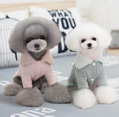 Cute Outfits-Small Breed