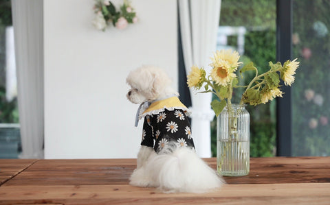 Sunflower Dog Outfit - Small Breed
