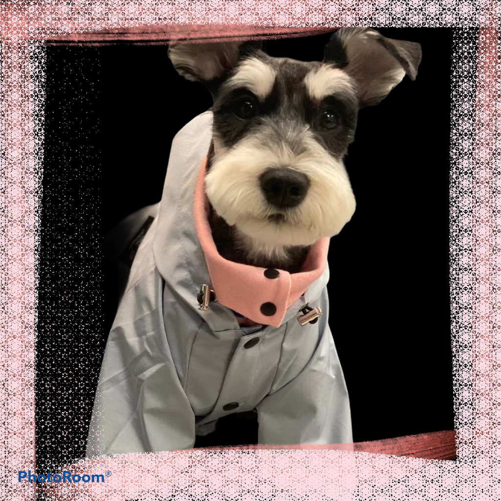Miniature 2025 schnauzer raincoat